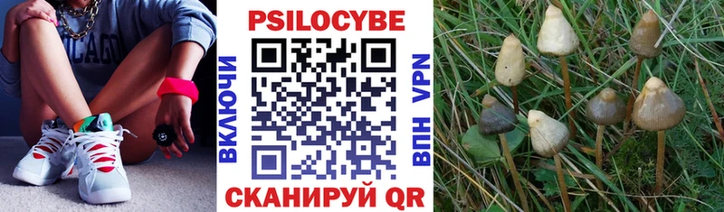 Галлюциногенные грибы Cubensis  Купить закладки  Бодайбо 